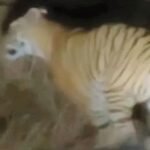 सोलापूर: भूम तालुक्यातील सुटका परिसरात वाघोबाचे दर्शन……