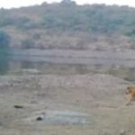 बार्शीतील वाघाचे भय संपेना! महिन्यानंतरही वाघ मोकाट…….