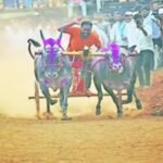 अकलूजला रंगणार भव्य ओपन बैलगाडी शर्यत