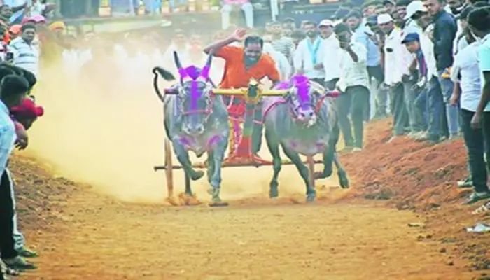 अकलूजला रंगणार भव्य ओपन बैलगाडी शर्यत