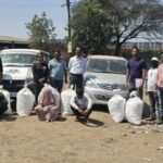 पिंपरी – चिंचवड : गांजा तस्करी करणाऱ्या महिलेसह तिघांना बेड्या, ९६ किलो गांजा जप्त