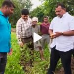 अतिवृष्टीबाधित शेतकऱ्यांसाठी पंढरपूर मंगळवेढा मतदारसंघात 84 कोटी ची मदत आजपासून खात्यावर जमा होणार -आ. आवताडे